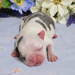 Blue Splash Girl - Blue female Boston Terrier puppy in San Antonio, Texas from JT Bostons