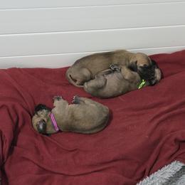 Great Dane Puppies from Tidal Wave Danes