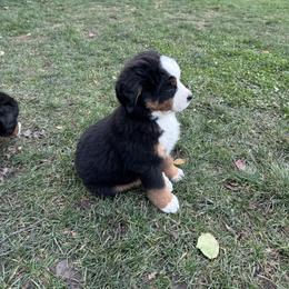 Bernedoodle and Bernese Mountain Dog Puppies from Berner Ridge Kennels