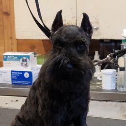 Miniature Schnauzer Puppies from A'Lord Miniature Schnauzer