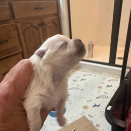 Girl 2 - White female Pomeranian puppy in Cullman, Alabama from Dixie Darlings Pomeranians