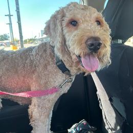 Chunkers - Cream male Goldendoodle puppy in Centralia, Missouri from Oodles Of Doodles Mo.