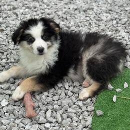 Lion - male Miniature Australian Shepherd puppy in El Dorado Springs, Missouri from HP Aussie Kennels