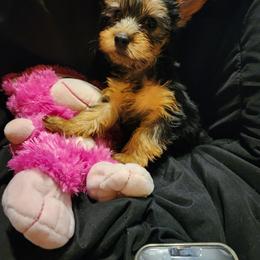 Yorkshire Terrier Puppies from Yorkies in Orange Park