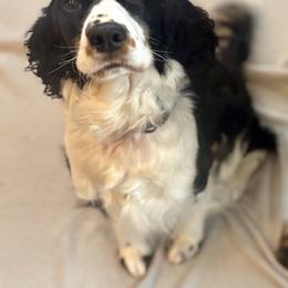 Molly - English Springer Spaniel