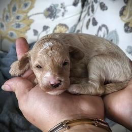 Tater Tot Mini Poodle Raised in Home - Cream male Poodle puppy in Falcon, Missouri from Cedar House Heritage Poodles | AKC Toy & Miniature Poodle Puppies Raised in Home