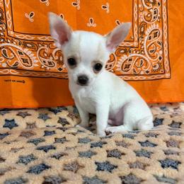 Tobias - Cream and white male Chihuahua puppy in Pounding  Mill, Virginia from Rosa's Chihuahuas