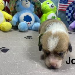 John - Sable male Pembroke Welsh Corgi puppy in Apison, Tennessee from Ashmore Corgis