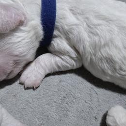 Atlas - Blue Collar - White male Bichon Frise puppy in Pickens, South Carolina from Beloved Bichon