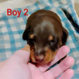 Boy 2 - Chocolate and tan male Dachshund puppy in Westover, Alabama from Small Paws Kennel