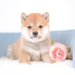 Moro Red Girl - Red female Shiba Inu puppy in Neosho, Missouri from Sunny Terrace Shibas