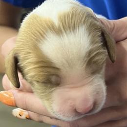 Sage girl 4 - White and orange female Brittany puppy in Floyd Knobs, Indiana from Cross Creek Brittanys