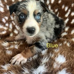 Blue - Blue merle male Australian Shepherd puppy in Jesup, Georgia from Painted Platinum Kennel Golden Retrievers & Australian Shepherds