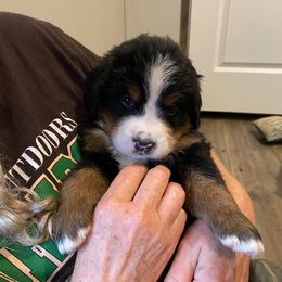 Tiramisu - Tri-color female Bernese Mountain Dog puppy in Rural Retreat, Virginia from Bernese Bunker