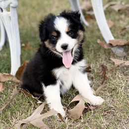 Aussiedoodles, Goldendoodles, Miniature Australian Shepherds, and Sheepadoodles from Sandlot Aussies and Doodles