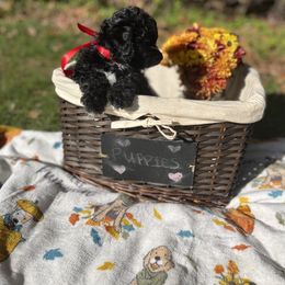 Maltipoo Puppies from Awwws&Pawws
