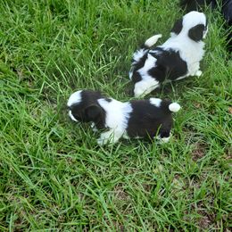 Shih Tzu Puppies from Keepin' it X-tra Shih-Tzu