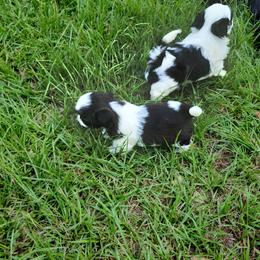 Shih Tzu Puppies from Keepin' it X-tra Shih-Tzu