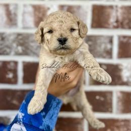 Miller - Cream male Goldendoodle puppy in Rienzi, Mississippi from Saddle Hill Farms