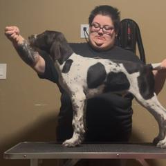Pollock - Liver and white male German Wirehaired Pointer puppy in Burnet, Texas from Jagged Edge German Wirehaired Versatility Dogs