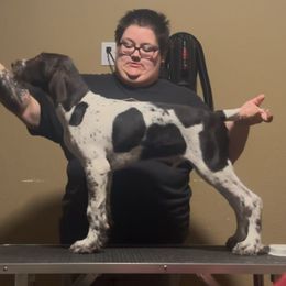 Pollock - Liver and white male German Wirehaired Pointer puppy in Burnet, Texas from Jagged Edge German Wirehaired Versatility Dogs