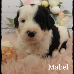 Mabel - Black and white female Sheepadoodle puppy in Farley, Iowa from Iowa's Doodle Co.