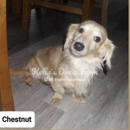 Chestnut - Dachshund