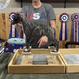 Boy 2 - Black brindle male Whippet puppy in Chatfield, Minnesota from Devlynn Whippets