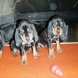 Black and Tan Coonhound Puppies from Kalan Kennel