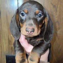 Alvin - Chocolate and tan male Dachshund puppy in Goldthwaite, Texas from Mini Mama Dachshunds