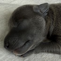 Boy 2 - Italian Greyhound puppy in New York, New York from Julia's Italian Greyhounds