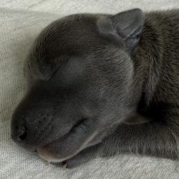Boy 2 - Italian Greyhound puppy in New York, New York from Julia's Italian Greyhounds
