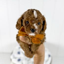 Tigger- orange collar boy - Red male Cavapoo puppy in Melbourne, Florida from Space Coast Doodle Co.