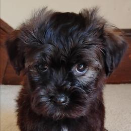 Rocket - Red sable male Havanese puppy in Kinston, North Carolina from Court Jester Havanese and Russian Salon Dogs