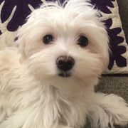 Mal-Shis, Maltese, and Shih Tzus from Big Island Shih Tzu Maltese