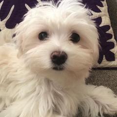 Mal-Shis, Maltese, and Shih Tzus from Big Island Shih Tzu Maltese