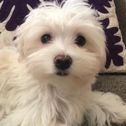 Mal-Shis, Maltese, and Shih Tzus from Big Island Shih Tzu Maltese