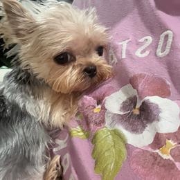 Yorkshire Terrier puppies from Kissable baby face yorkies
