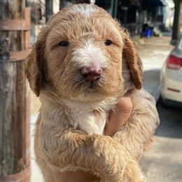 Ripley (FKA Saturn) - Apricot Goldendoodle puppy in Philadelphia, Pennsylvania from Philly's Designer Doodles