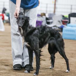 Ruby - Silken Windhound