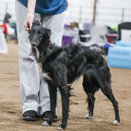 Ruby - Silken Windhound
