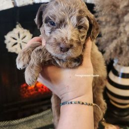 Candy Cane - Merle male Goldendoodle puppy in Pennsylvania from Pennsylvanian Puppies