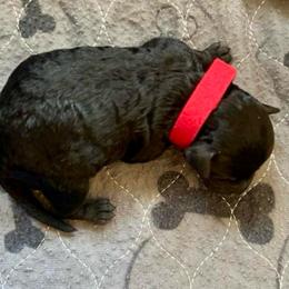 Nyssa - Black and white female Aussiedoodle puppy in Midlothian, Texas from Gray Doodles