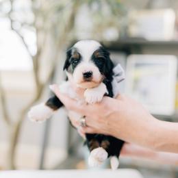 Andy - Tri-color male Bernedoodle puppy in Murray, Utah from Sun Valley Doodles