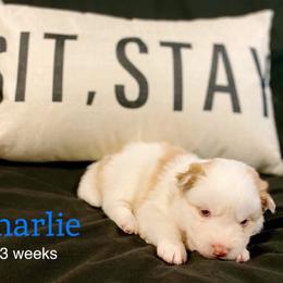 Charlie - Red and white male Pomsky puppy in Winston, Oregon from Arctic Tails Spitz