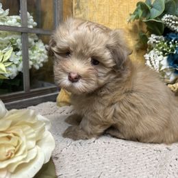 Havanese Puppies from Arabella Havanese