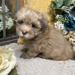 Havanese Puppies from Arabella Havanese