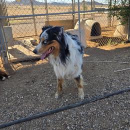 Australian Shepherd puppies from Long Mt Aussies