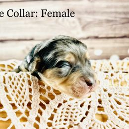 Bernedoodle and Poodle Puppies from Florida Prancy Paws