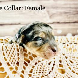 Bernedoodle and Poodle Puppies from Florida Prancy Paws
